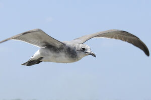 Mouette atricille