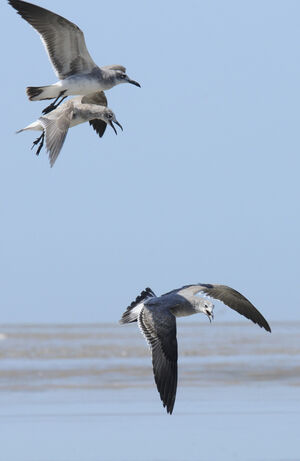 Mouette atricille 
&copy; Patrick Ingremeau