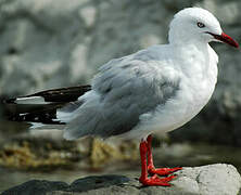 Silver Gull (scopulinus)
