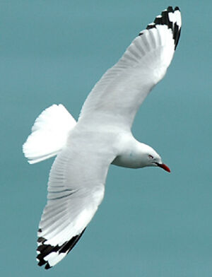 Red-billed Gull