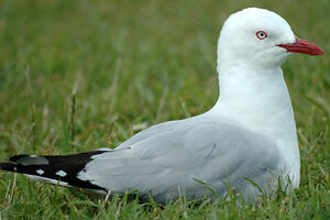 Red-billed Gull