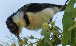 Banded Honeyeater