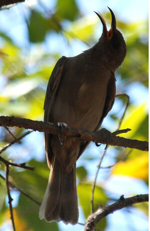 Dusky Myzomela