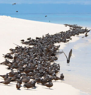 Brown Noddy
