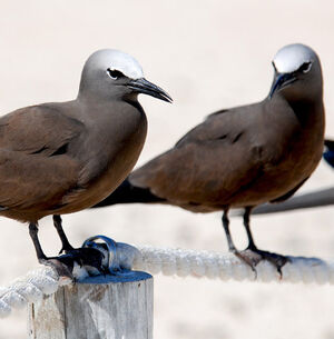 Brown Noddy
