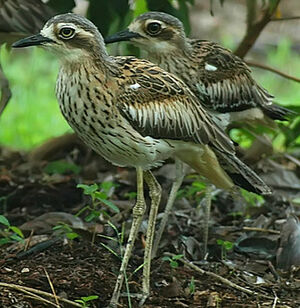Bush Stone-curlew