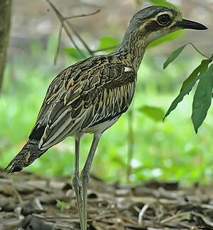 Bush Stone-curlew