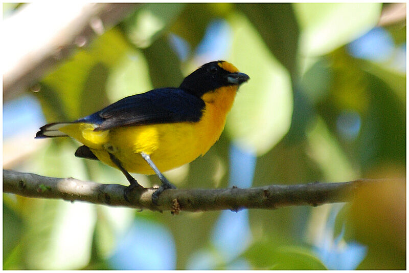 Violaceous Euphonia male adult