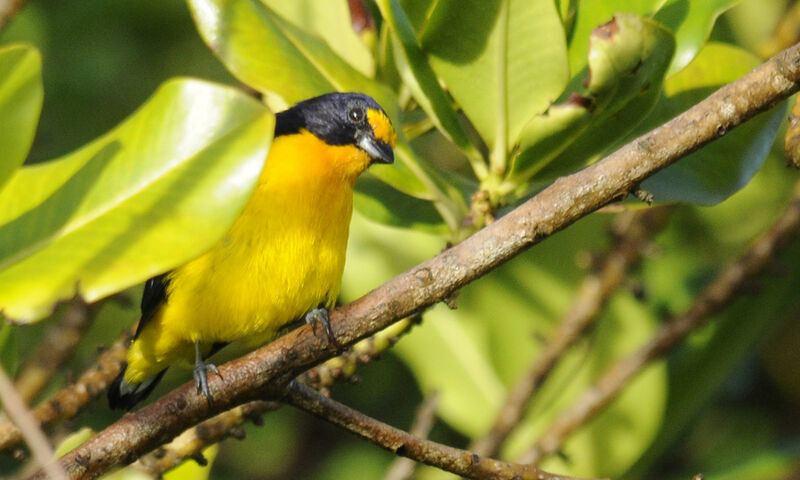 Violaceous Euphonia male adult