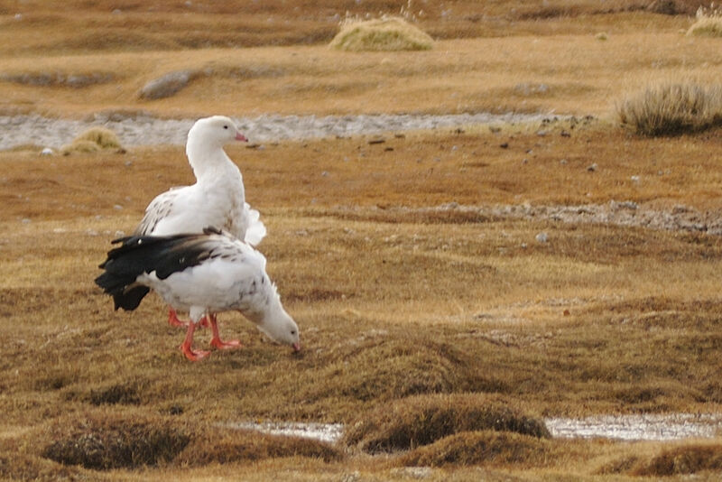 Andean Goose , identification