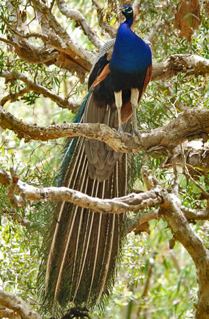 Paon bleu