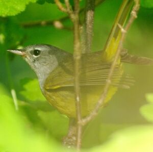 MacGillivray's Warbler