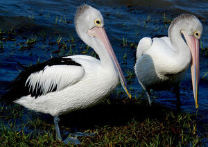 Australian Pelican