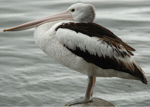 Australian Pelican
