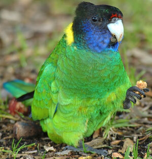 Australian Ringneck