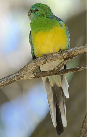 Red-rumped Parrot