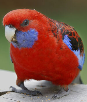 Perruche de Pennant