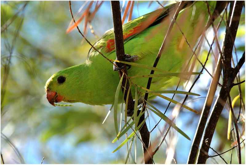 Red-winged Parrot female adult