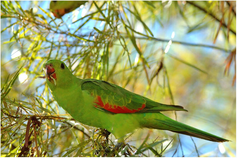 Red-winged Parrot female adult, pigmentation, eats