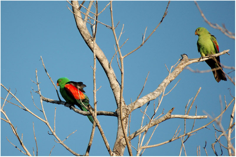 Red-winged Parrot adult