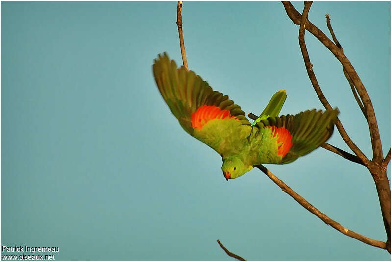 Red-winged Parrot female adult, pigmentation