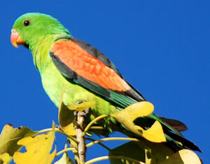 Perruche �rythropt�re
