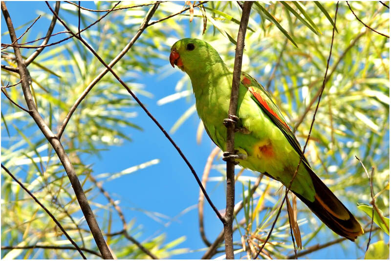 Red-winged Parrot female adult
