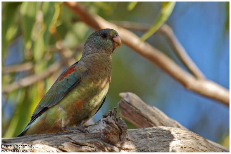 Mulga Parrot female adult, close-up portrait