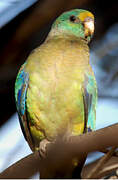 Mulga Parrot