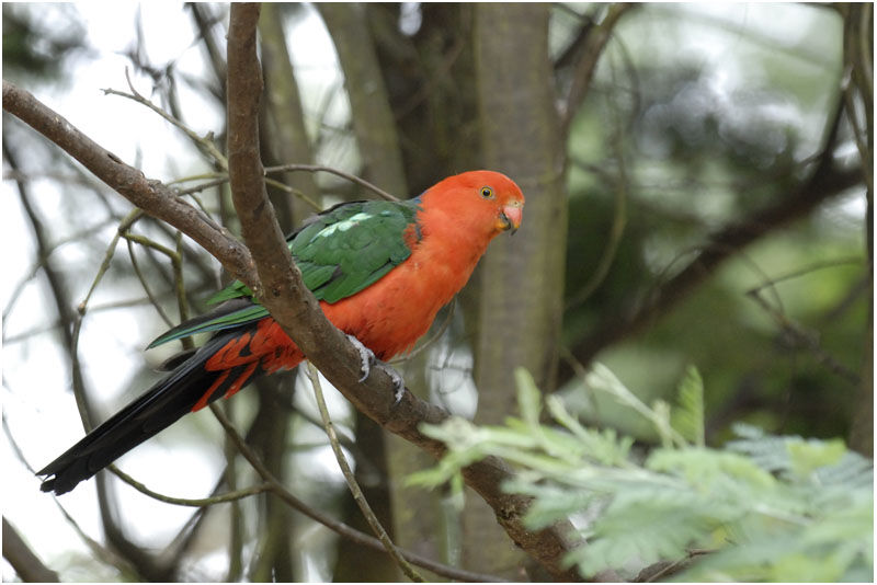 Australian King Parrot male adult