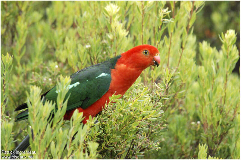 Australian King Parrot male adult, close-up portrait