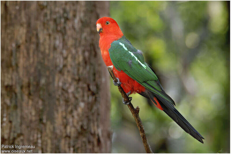 Australian King Parrot male adult, identification