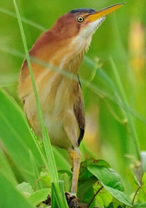 Least Bittern