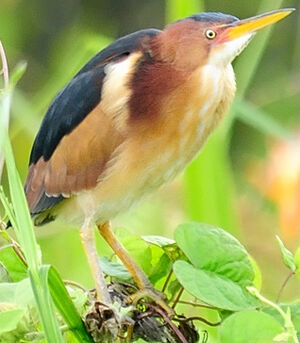 Least Bittern