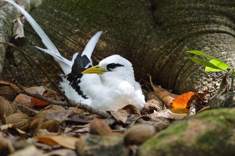 White-tailed Tropicbirdadult, Reproduction-nesting
