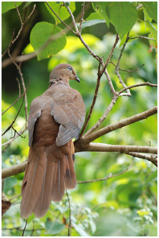 Brown Cuckoo-Dove male adult