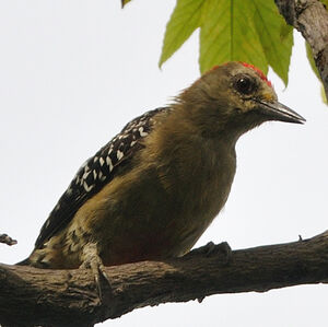 Red-crowned Woodpecker