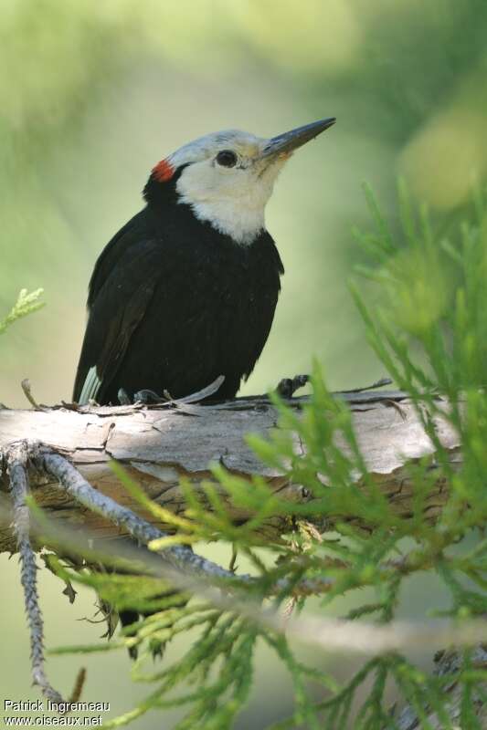White-headed Woodpecker male adult, Behaviour