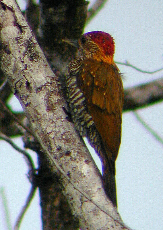 Golden-collared Woodpeckeradult