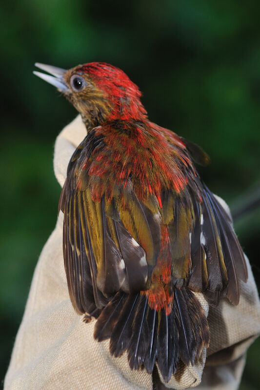 Little Woodpecker male adult