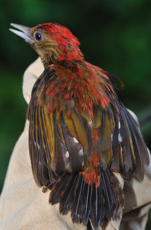 Pic passerin