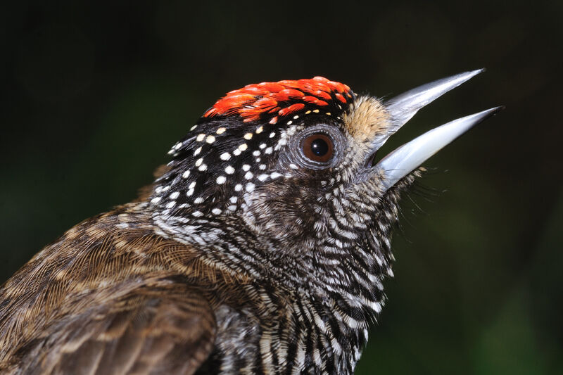 White-barred Piculet male adult