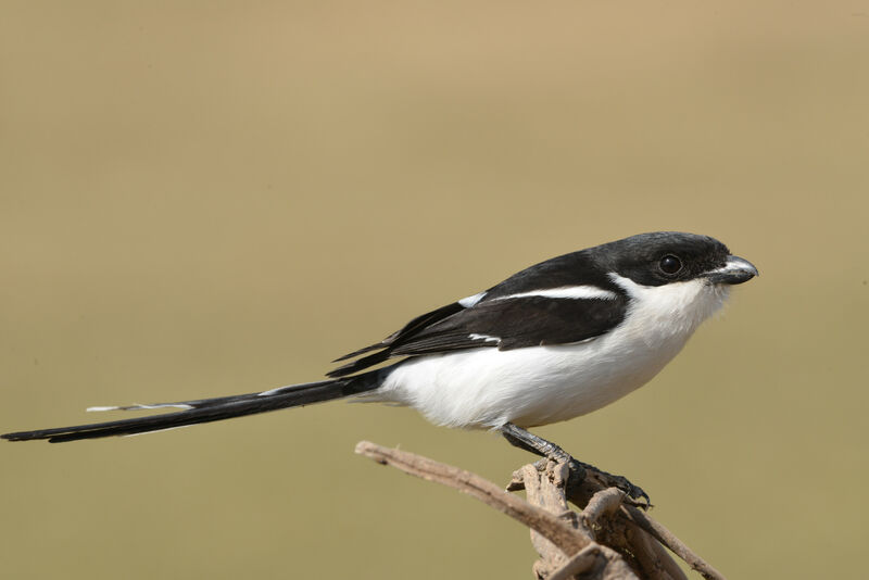 Southern Fiscal (marwitzi)adult