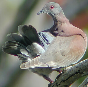 Pale-vented Pigeon
