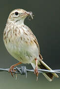 New Zealand Pipit