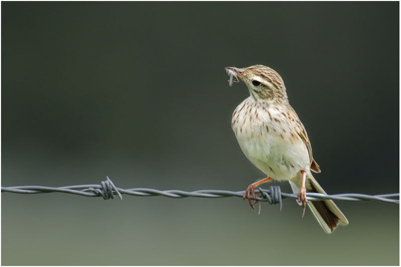 Pipit de Nouvelle-Zélande