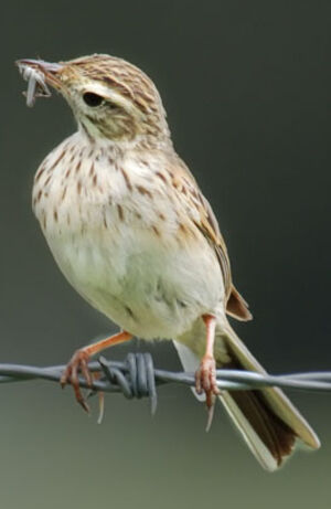 Pipit de Nouvelle-Zélande