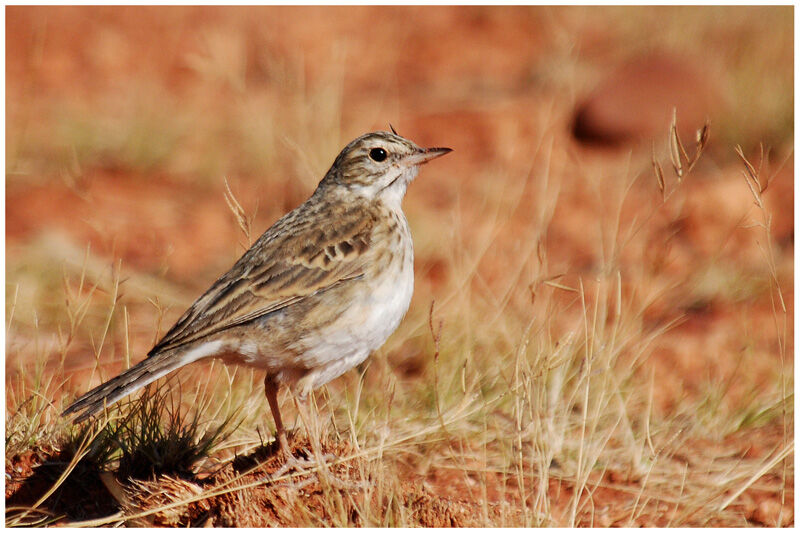 Pipit de Nouvelle-Zélande