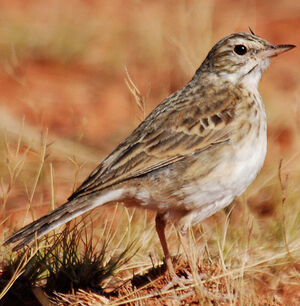 Pipit de Nouvelle-Zélande