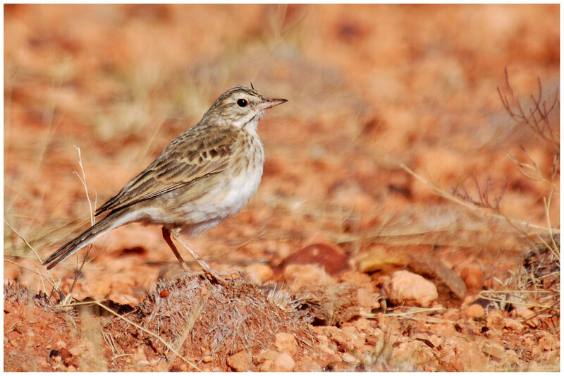 Pipit de Nouvelle-Zélande